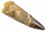 Fossil Spinosaurus Tooth - Real Dinosir Tooth #373967-1
